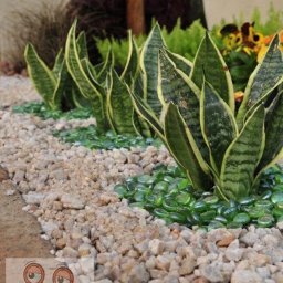 ​Идеи для клумб и зимнего сада