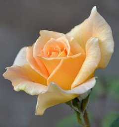 Самые разные цветочки из фоамирана: шаблоны