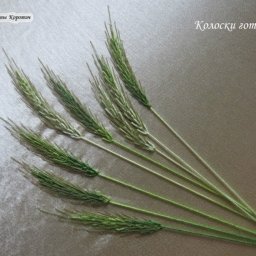 ​Мастер-класс по вышиванию колосков