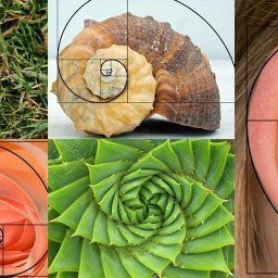 Золотое сечение в живописи