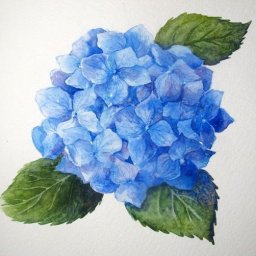 ​Рисуем акварелью гортензию