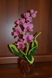 Орхидея