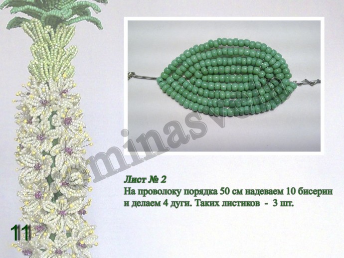 ​Восхитительный эукомис