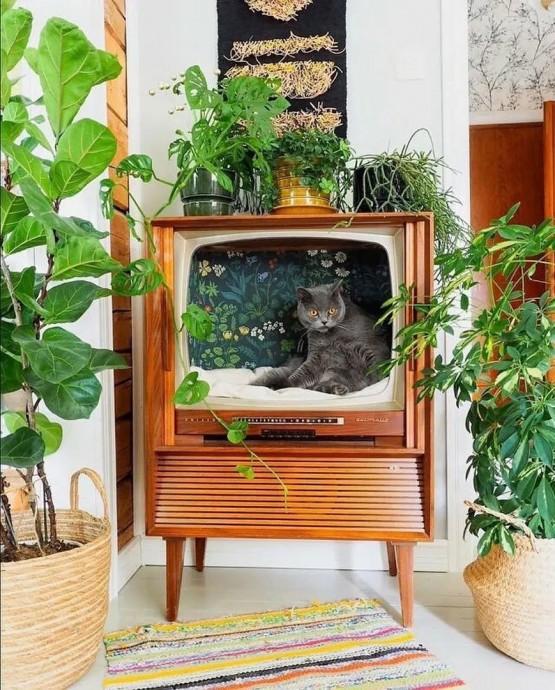 Использование старых телевизоров для кошек