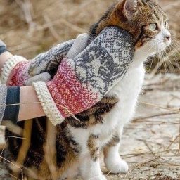 ​Узор с кошкой в технике жаккарда