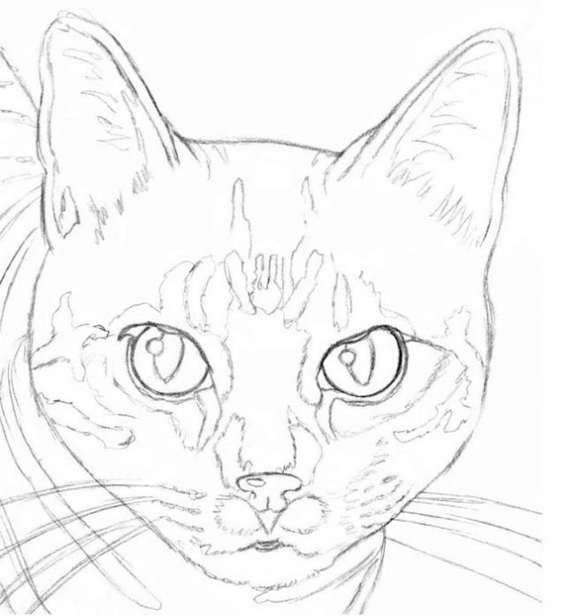 Рисуем кота карандашом