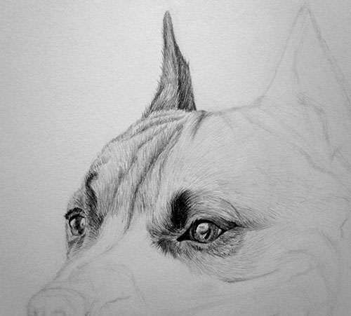 Рисуем очень суровую собаку простым карандашом