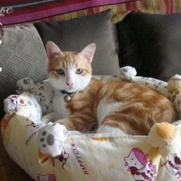 Лежак для домашних любимцев