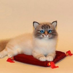 ​Реалистичные котики в технике сухого валяния: идеи для вдохновенного творчества