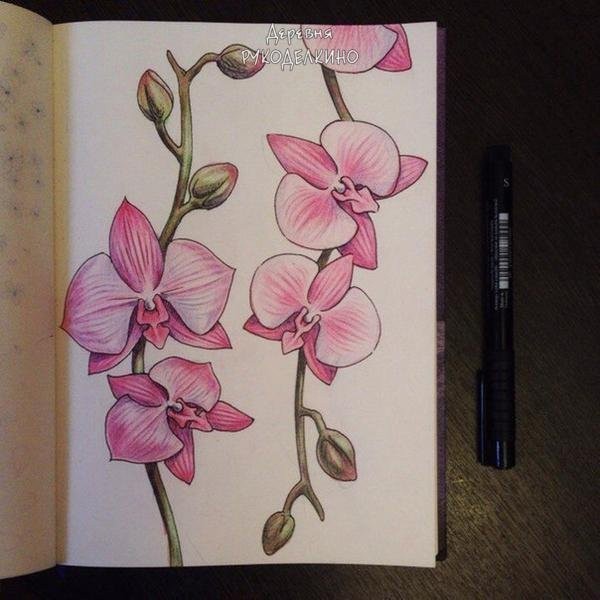​Рисуем орхидеи цветными карандашами