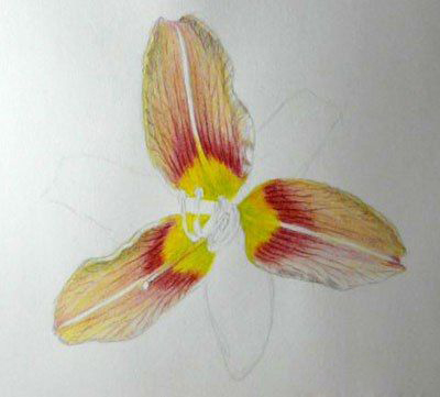 Цветок лилии акварельными карандашами