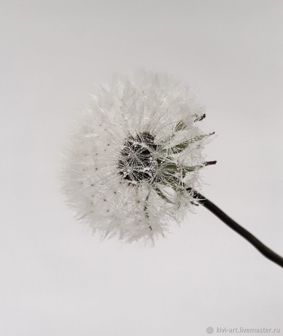 Одуванчиковое счастье