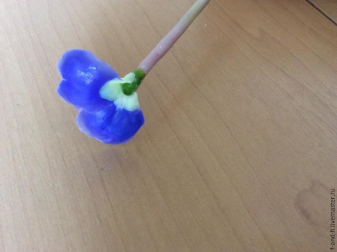 Цветок примулы