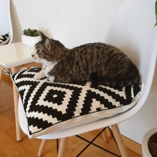 Невероятно реалистичные войлочные животные от японского художника Miru