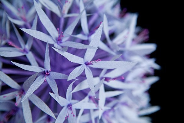 Изумительный бумажный цветок