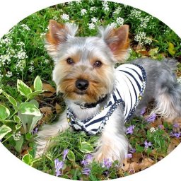 Одежда для собачек