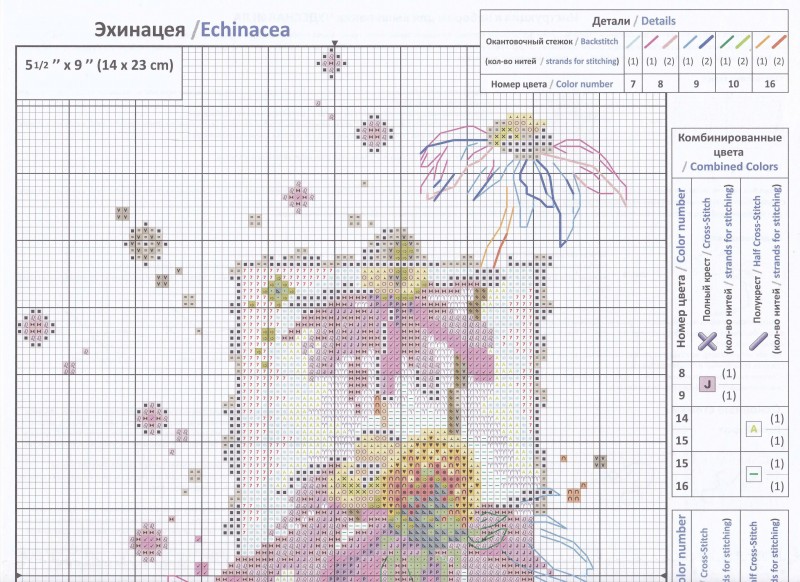 Эхинацея крестиком