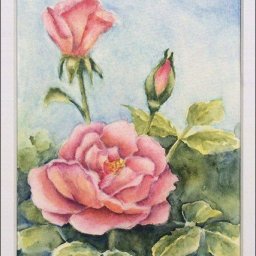 ​Рисуем чудесные розы