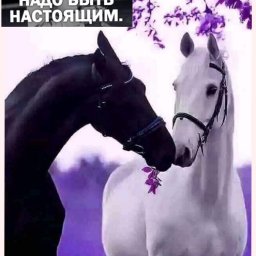 Арацкова Вероника Васильевна