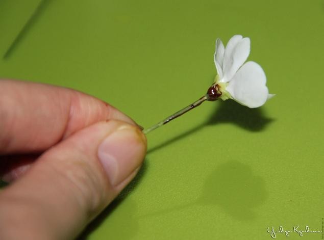 Веточка цветущей вишни из холодного фарфора: часть 3