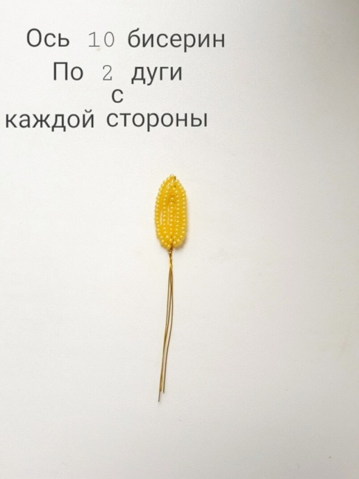 ​Пахистахис из бисера