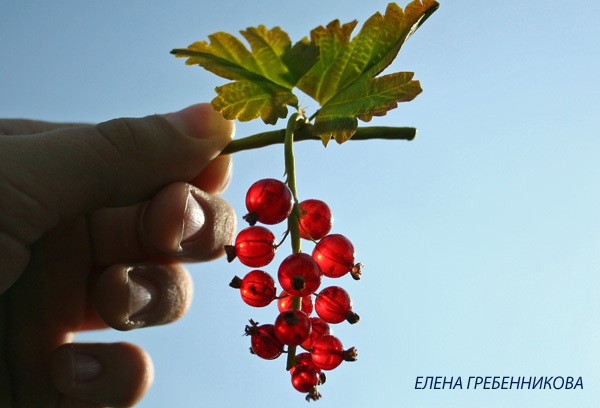 ​Красная смородина из эпоксидной смолы: часть 5