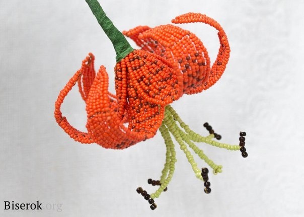 Лилия тигровая