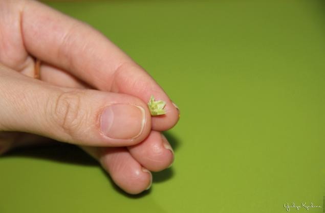 Веточка цветущей вишни из холодного фарфора: часть 3