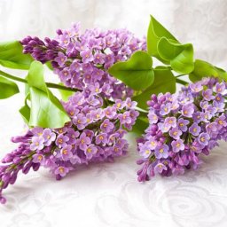 Цветы из холодного фарфора: подготовка к творчеству, часть 1