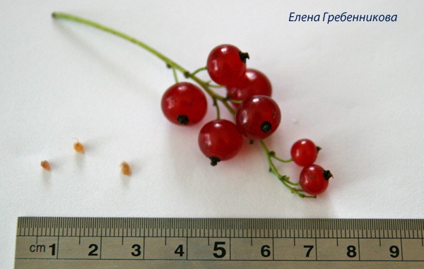 ​Красная смородина из эпоксидной смолы: часть 1