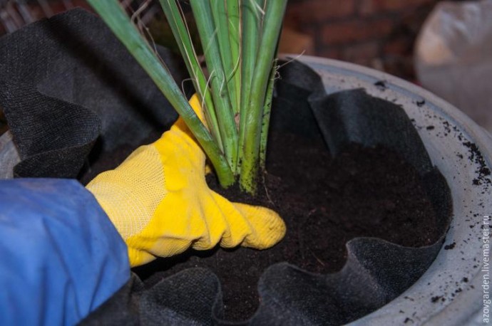 ​Создаем мини-сад из суккулентов в бетонном уличном вазоне