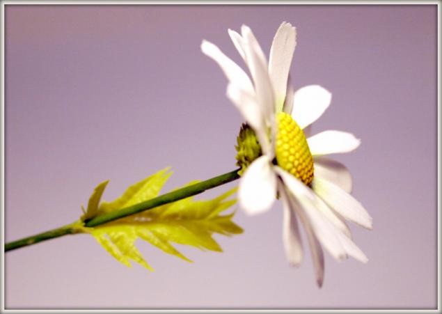 Ромашка из самозастывающей полимерной глины: часть 3