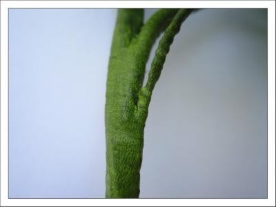 Создаем куст роз из бисера: часть 5