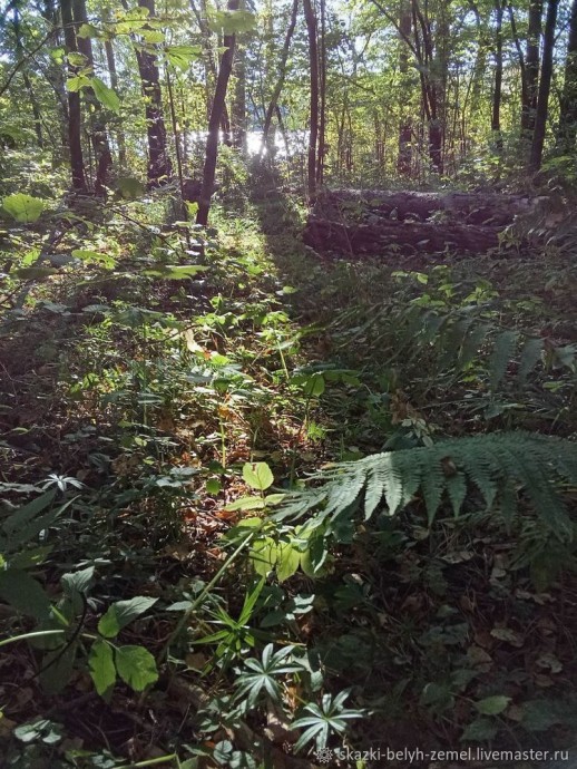 Изготовление земляных травных свечей в лесу Изготовление земляных травных свечей в лесу