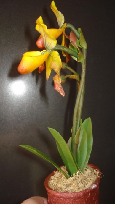 Венерин Башмачок: часть 2