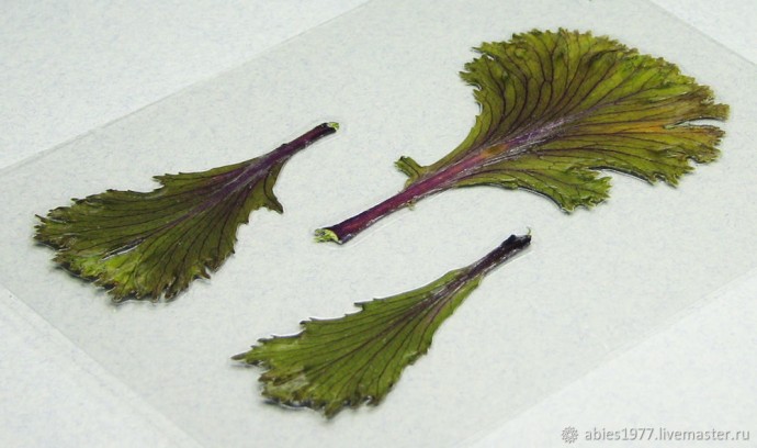 Как просто заламинировать гербарий: часть 2 Как просто заламинировать гербарий: часть 2