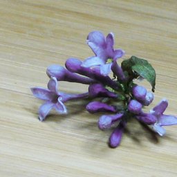 Опыты по созданию объемного гербария - или как сохранить цветок в первозданном виде