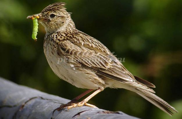 Гнездо из природного материала: часть 1