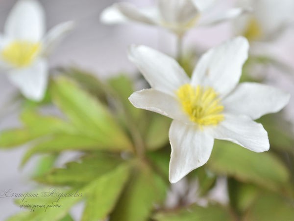 Создаем цветок "Ветреница дубравная" из фоамирана: мастер-класс, часть 3