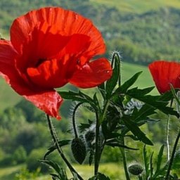 Мак из флористической гофрированной бумаги и конфеты: часть 1