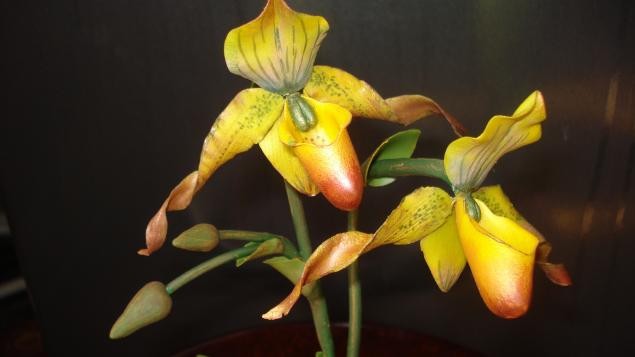 Венерин Башмачок: часть 1