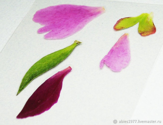 Как просто заламинировать гербарий: часть 2 Как просто заламинировать гербарий: часть 2