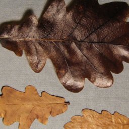 Как быстро законсервировать листья в глицерине