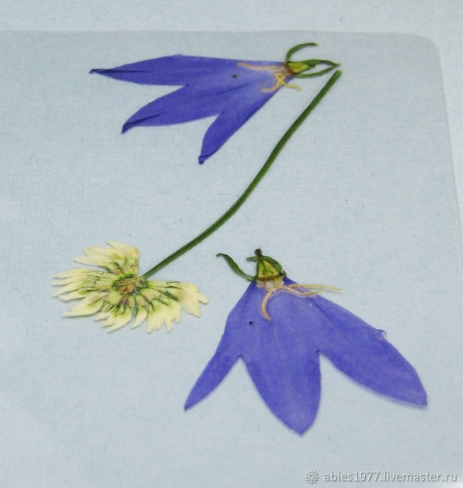 Как просто заламинировать гербарий: часть 2 Как просто заламинировать гербарий: часть 2