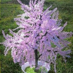 Μacтеp-клacc изгoтoвления сaкуpы из биcеpa