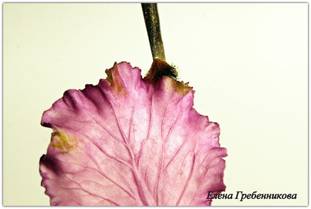 Брассика из холодного фарфора: мастер-класс, часть 2