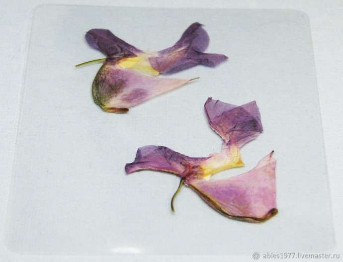 Как просто заламинировать гербарий: часть 2 Как просто заламинировать гербарий: часть 2