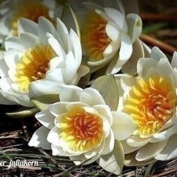 ​Мастерим кувшинки для садового пруда