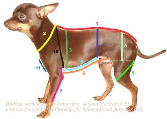 Снятие мерок с домашних животных Снятие мерок с домашних животных