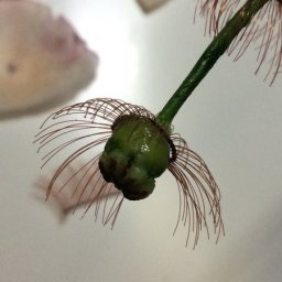 Как сделать тычинки из ресничек для кукол